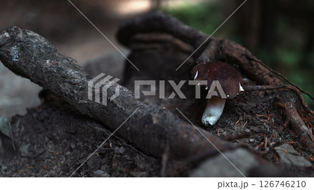 wild fungus grows on a stick wild fungus grows on a stick 126746210