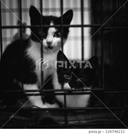 animal shelter, dogs and kittens 126746212