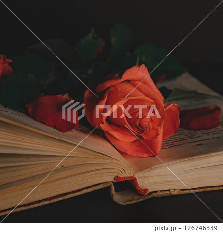 Vintage book and rose on a wooden desk Vintage book and rose on a wooden desk 126746339