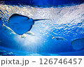 水族館 美しい大水槽 水族館 美しい大水槽 126746457