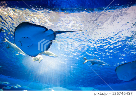 水族館　美しい大水槽 126746457