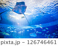 水族館 美しい大水槽 水族館 美しい大水槽 126746461