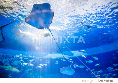 水族館　美しい大水槽 126746461