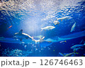 水族館 美しい大水槽 水族館 美しい大水槽 126746463