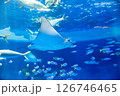 水族館 美しい大水槽 水族館 美しい大水槽 126746465