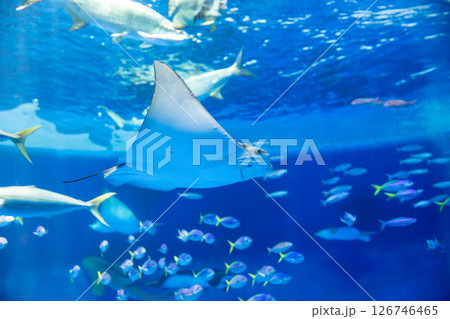水族館　美しい大水槽 126746465