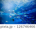 水族館 美しい大水槽 水族館 美しい大水槽 126746466