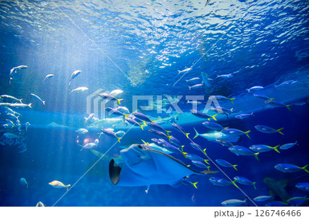水族館 美しい大水槽 水族館 美しい大水槽 126746466
