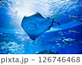 水族館 美しい大水槽 水族館 美しい大水槽 126746468