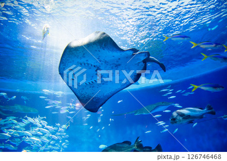 水族館　美しい大水槽 126746468