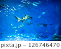 水族館 美しい大水槽 水族館 美しい大水槽 126746470