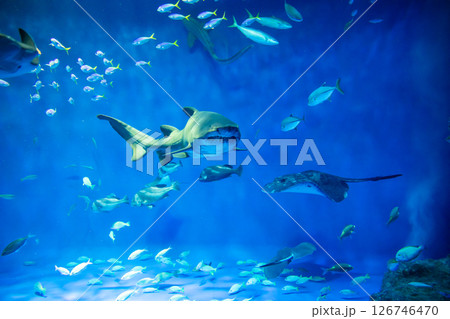 水族館 美しい大水槽 水族館 美しい大水槽 126746470