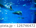 水族館 美しい大水槽 水族館 美しい大水槽 126746472