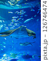 水族館 美しい大水槽 水族館 美しい大水槽 126746474