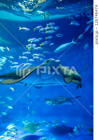 水族館　美しい大水槽 126746474