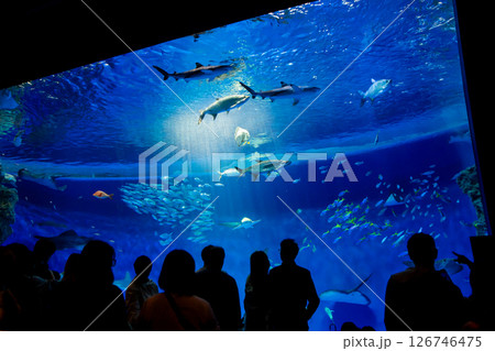 水族館　美しい大水槽 126746475