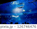 水族館 美しい大水槽 水族館 美しい大水槽 126746476