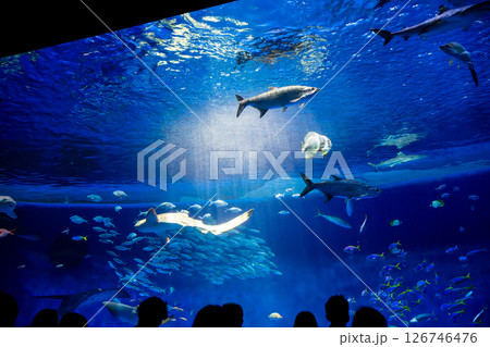 水族館 美しい大水槽 水族館 美しい大水槽 126746476