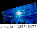水族館 美しい大水槽 水族館 美しい大水槽 126746477