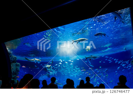 水族館　美しい大水槽 126746477