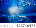 水族館 美しい大水槽 水族館 美しい大水槽 126746478