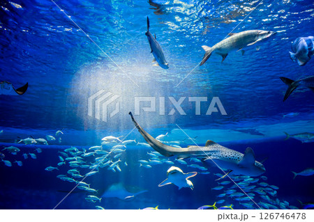 水族館 美しい大水槽 水族館 美しい大水槽 126746478