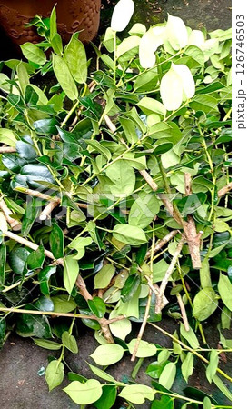 クリスマスホーリーの剪定した枝 クリスマスホーリーの剪定した枝 126746503