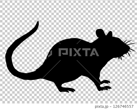 一隻老鼠 126746557