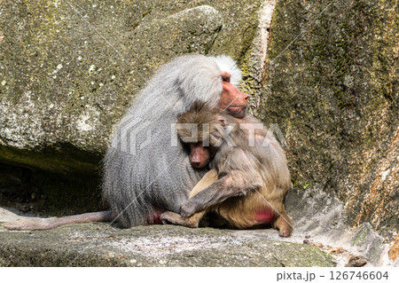 Hamadryas baboon, papio hamadryas, sitting together and grooming each other. Hamadryas baboon, papio hamadryas, sitting together and grooming each other. 126746604