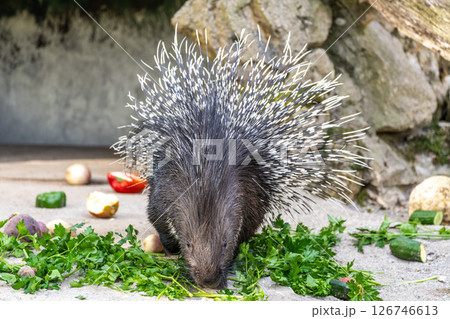 Indian crested Porcupine, Hystrix indica in a german nature park 126746613