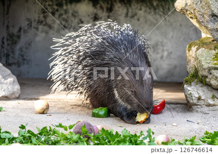 Indian crested Porcupine, Hystrix indica in a german nature park 126746614