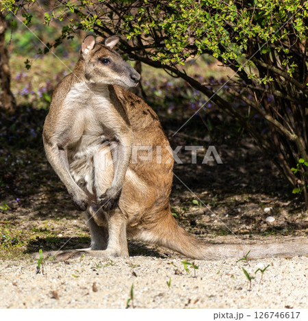 The agile wallaby, Macropus agilis also known as the sandy wallaby 126746617