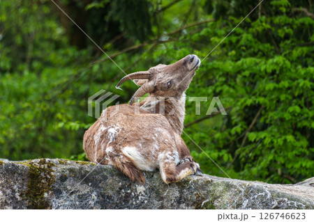 Male mountain ibex or capra ibex on a rock living in the European alps 126746623