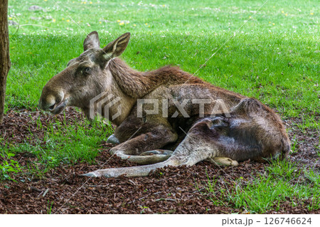 European Moose, Alces alces, also known as the elk European Moose, Alces alces, also known as the elk 126746624