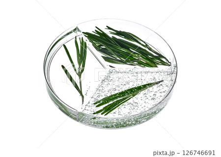 A three-compartment petri dish with rosemary and a sample of cosmetic gel with bubbles. A three-compartment petri dish with rosemary and a sample of cosmetic gel with bubbles. 126746691