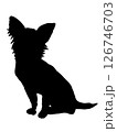 チワワ 126746703