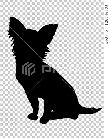 Chihuahua  126746703