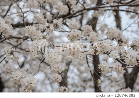 March 27 2025 a Cherry Blossoms Against Nature Background at japan, Japan 126746892