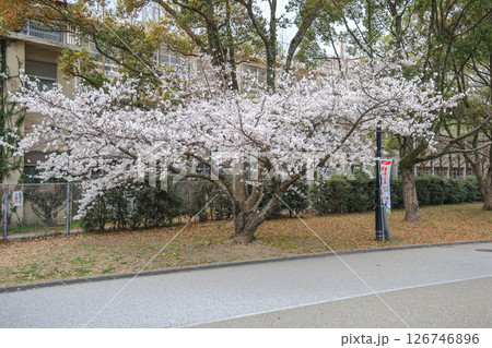 March 27 2025 Cherry Blossom Trees in a Tranquil Park Setting, Japan 126746896