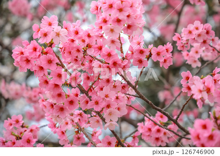 March 27 2025 Pink Cherry Blossom Branches in a Springtime Setting, Japan March 27 2025 Pink Cherry Blossom Branches in a Springtime Setting, Japan 126746900
