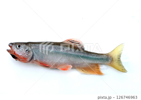 越辺川で釣れた珍しい魚、ヌマムツ 越辺川で釣れた珍しい魚、ヌマムツ 126746963