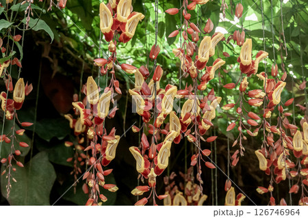 ツンベルギア マイソレンシス【キツネノマゴ科】 126746964