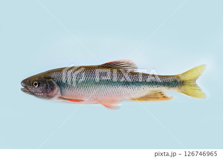 越辺川で釣れた珍しい魚、ヌマムツ 126746965