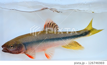 越辺川で釣れた珍しい魚、ヌマムツ 126746969