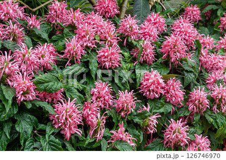 花序の形が珊瑚に見えることからサンゴバナ【珊瑚花】 花序の形が珊瑚に見えることからサンゴバナ【珊瑚花】 126746970