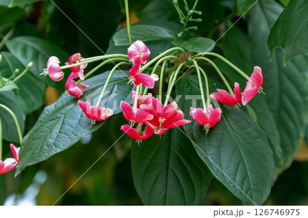 薬用や観賞用に栽培されている シクンシの花【シクンシ科】 126746975