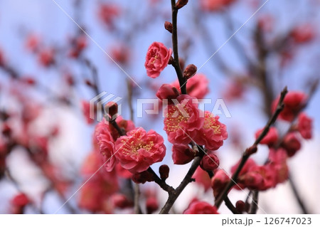 咲き始めた梅の花 126747023