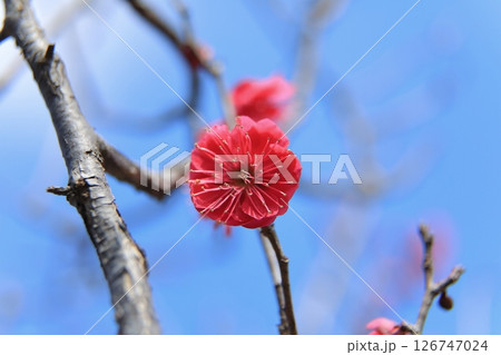 咲き始めた梅の花 126747024
