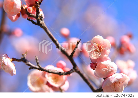 咲き始めた梅の花 126747028