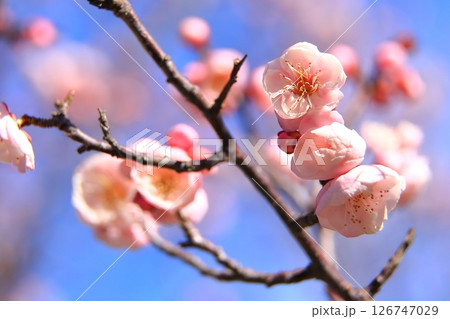 咲き始めた梅の花 126747029